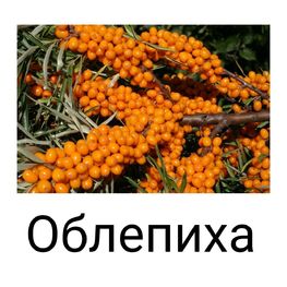 Облепиха