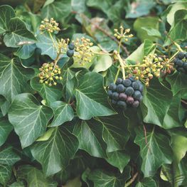 Плющ обыкновенный  'Arborescens'