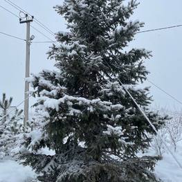 Ель колючая 'Glauca' 600 см