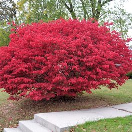 Бересклет европейский 'Red Cascade' С3