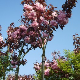 Вишня мелкопильчатая (Канзан) 'Royal Burgundy'