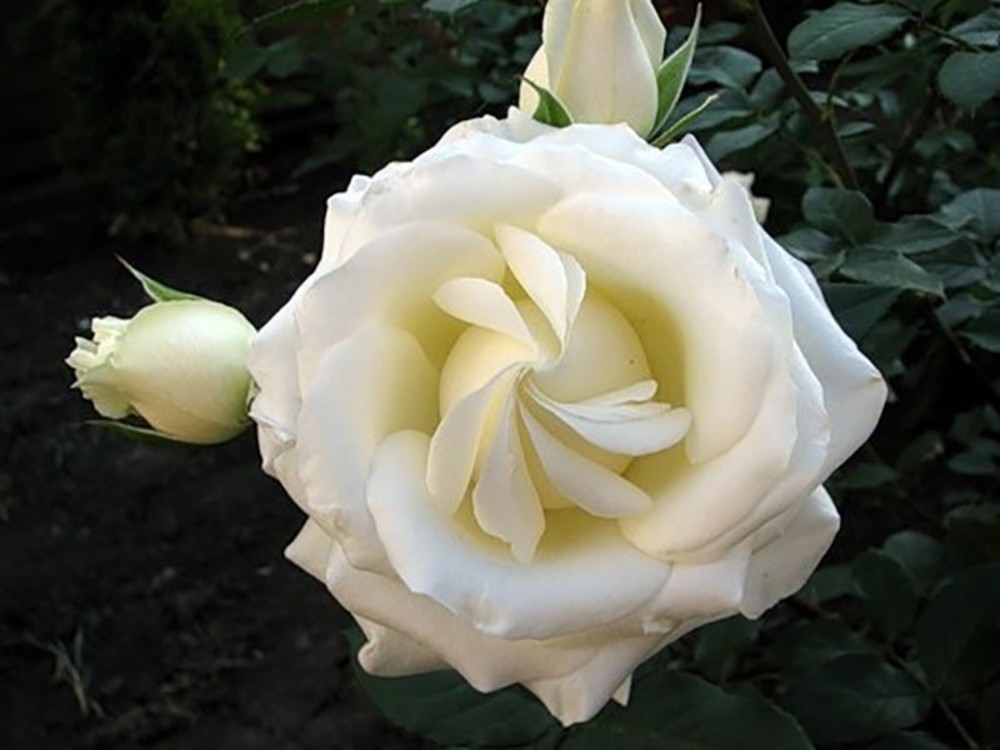 Роза чайно гибридная белая фото