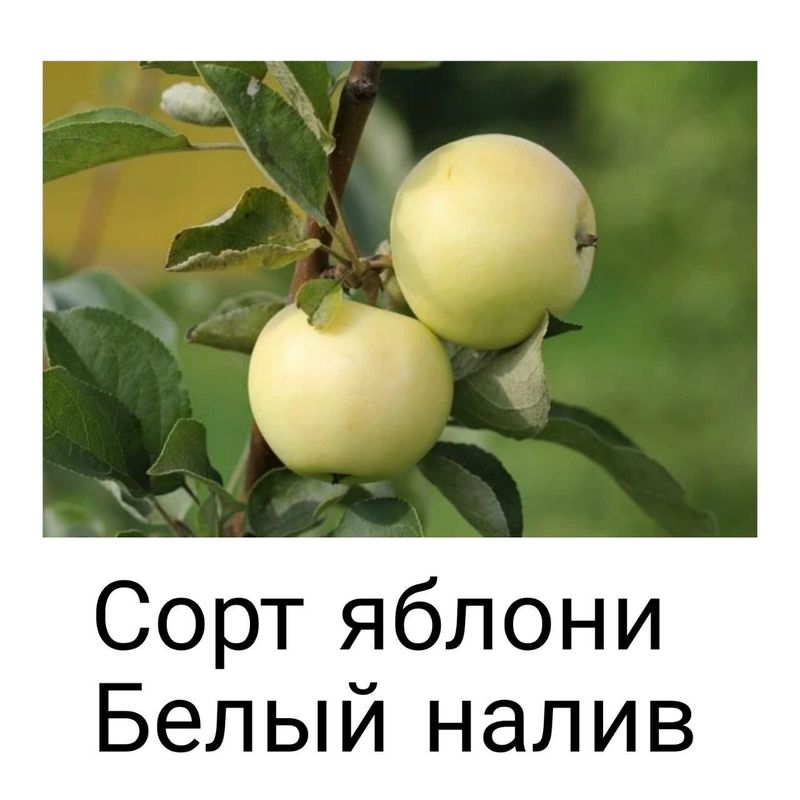Яблоня белый купить